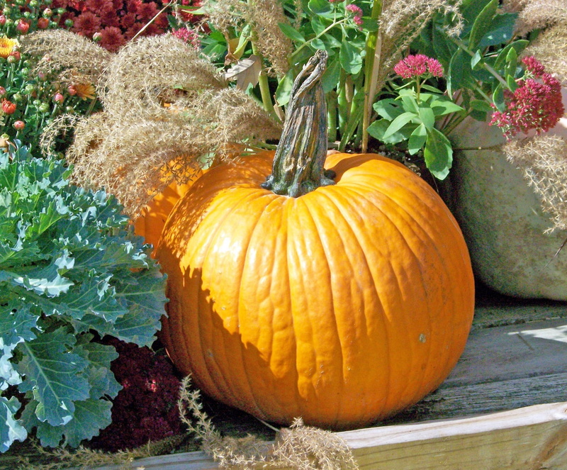 wellbeing, delicious, healthy eating, natural, healthy, plant part, orange color, outdoors, nutritious, raw, fall, celebration, flowers, day, vegetarian