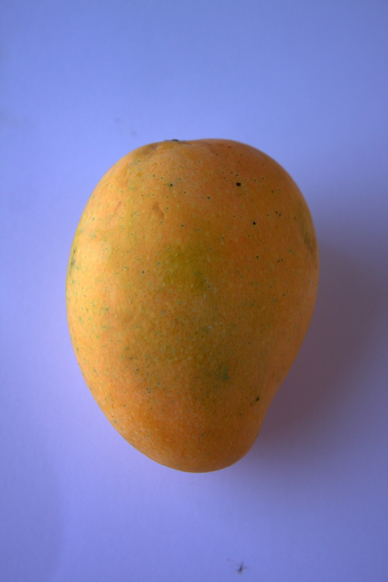 close-up, organic, yellow, exotic, alphonso, blue, diet, single object, colored background, pulpy, healthy, tropical, nutrition, fruit, india, wellbeing