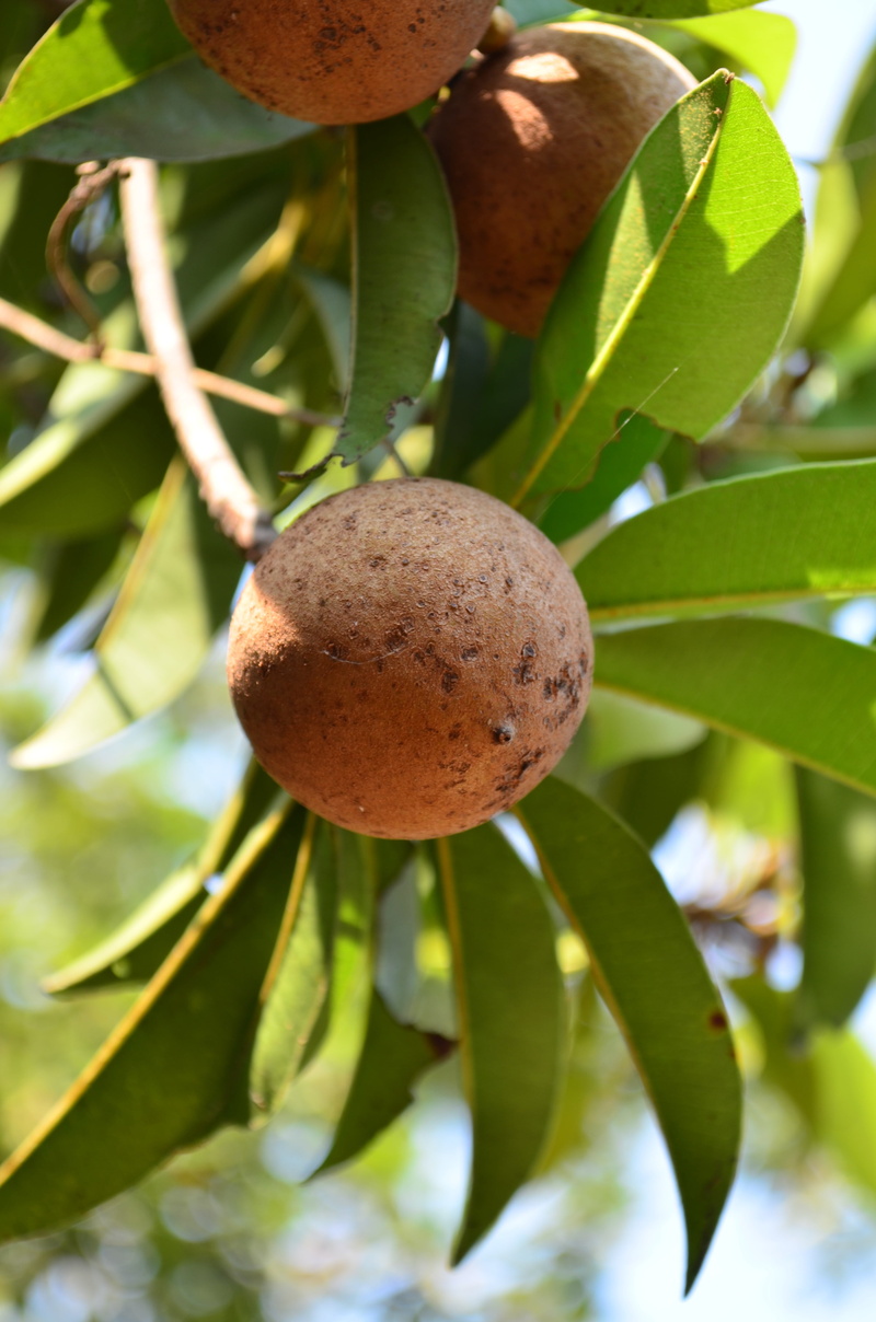 beauty in nature, orchard, green color, focus on foreground, ripe, chiku, chikoo, food and drink, healthy eating, plant, freshness, nutritious, close-up