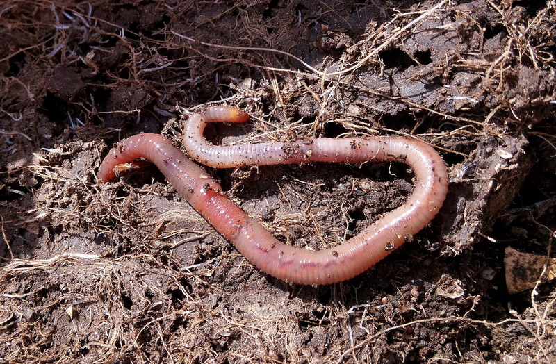 animals in the wild, animal, 1080P, worm, compost, composting, vermiculture, earth, one animal, moisture, nature, rico, tree, earthworm, metal, twig, land