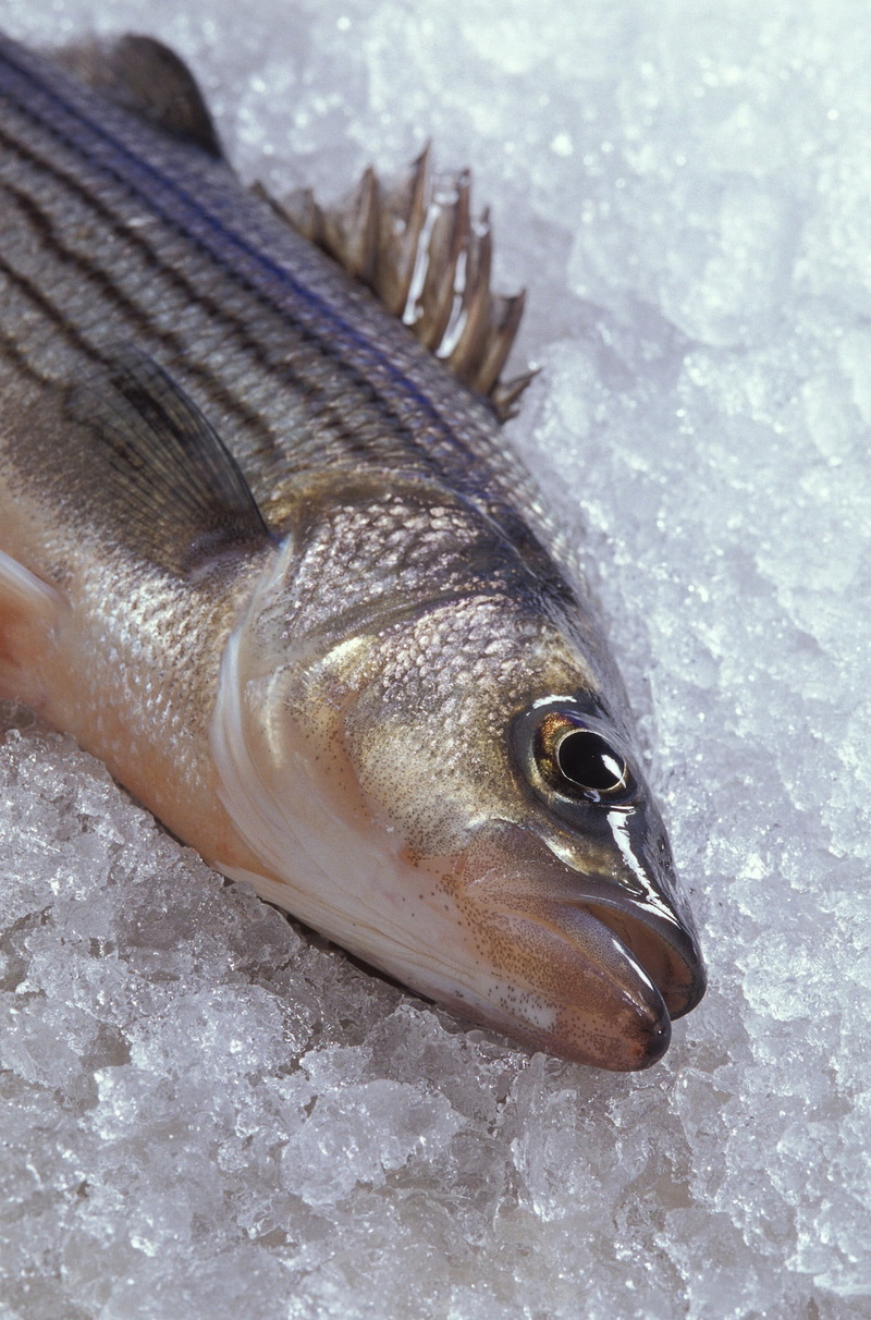 cook, animal body part, hybrid striped bass, animal eye, animal wildlife, freshness, outdoors, healthy, sunshine bass, frozen, seafood, food, animal themes