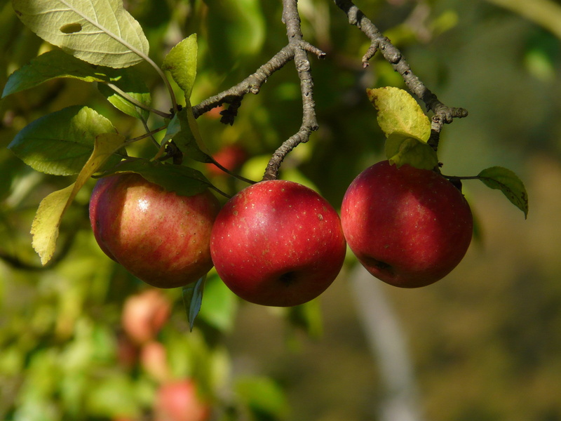 pick, fruit tree, outdoors, delicious, nutrients, 2K, red, leaf, day, harvest, photography, orchard, natural condition, fruit, plant part, apples, close-up