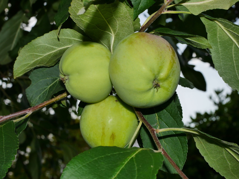 4K, fruit, growth, nutrients, apple, fruits, apple tree, branch, vitamins, wellbeing, plant part, close-up, outdoors, no people, fruit tree, tree, food and drink