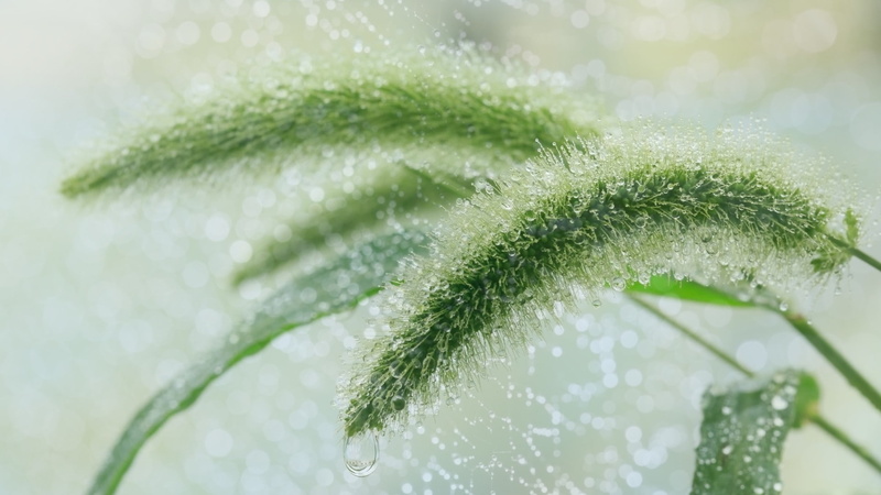 no people, mint leaf - culinary, frozen, snow, close-up, selective focus, herb, leaf, plant part, beauty in nature, plants, freshness, plant, nature, green color