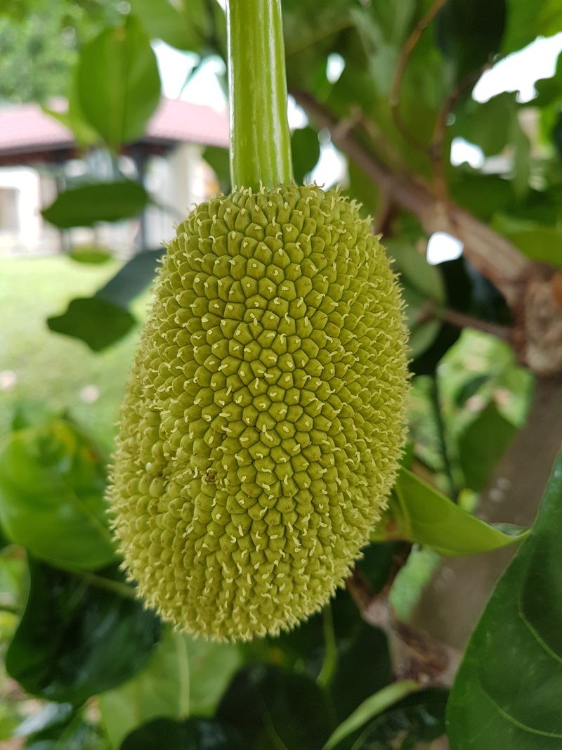 food, tropical, tree, focus on foreground, growth, food and drink, beauty in nature, plant part, fruit, outdoors, leaf, summer, tasty, natural, day, flower