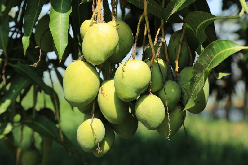 outdoors, fruit, plant part, close-up, hanging, green color, leaf, growth, agriculture, no people, wild, food, 8K, wellbeing, freshness, mango, food and drink