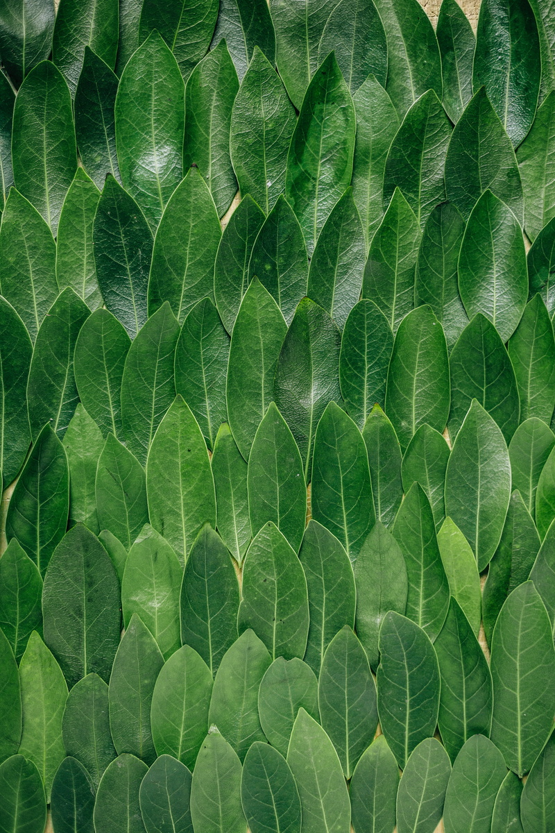 natural pattern, leaves, full frame, leaf, close-up, laurel, plant part, 5K, directly above, green, leaf vein, growth, mango, green color, vulnerability