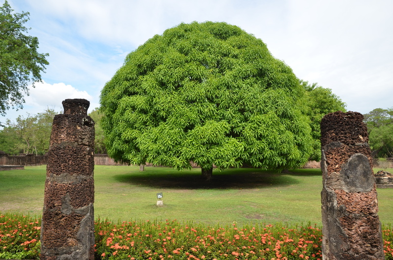 no people, formal garden, hedge, park - man made space, scenics - nature, nature, day, garden, thailand, tranquil scene, green color, plant, sky, growth
