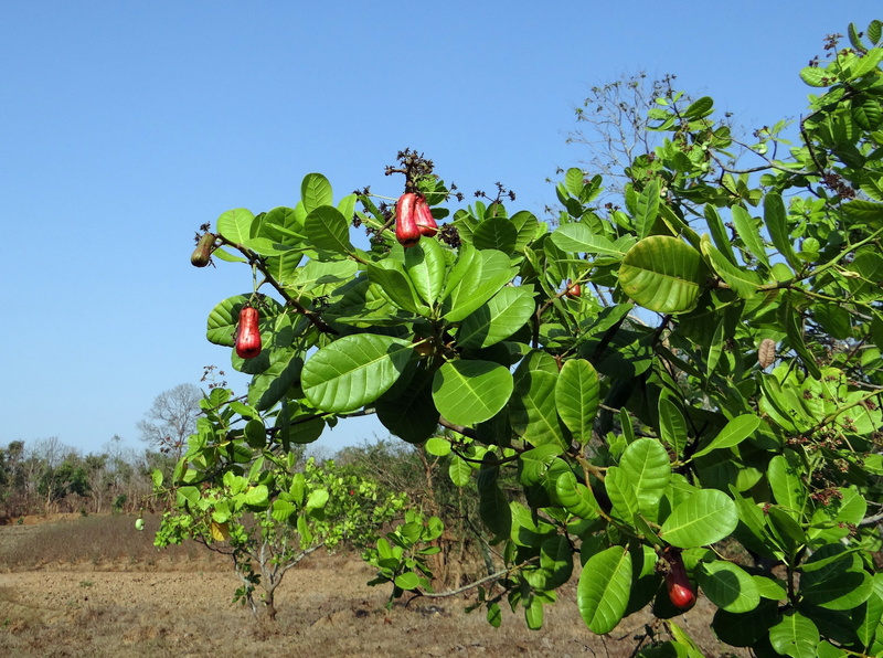 ripe, india, mango family, cashew nuts, healthy eating, day, plant part, leaf, agriculture, food and drink, no people, sunlight, food, field, anacardiaceae