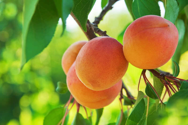 macro, 5K, fruit, peaches