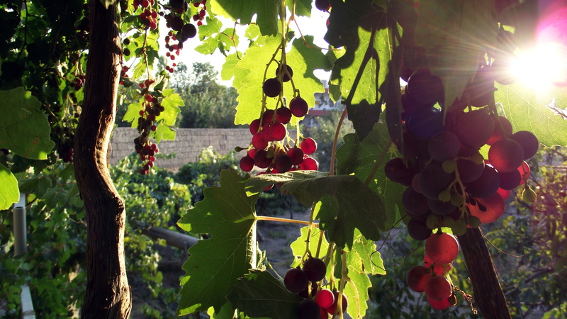 growth, grapes, lot, flower, ripe, 4K, day, red, nature, branch, outdoors, fall, healthy eating, sunlight, plant, plant part, grape, tree, lens flare