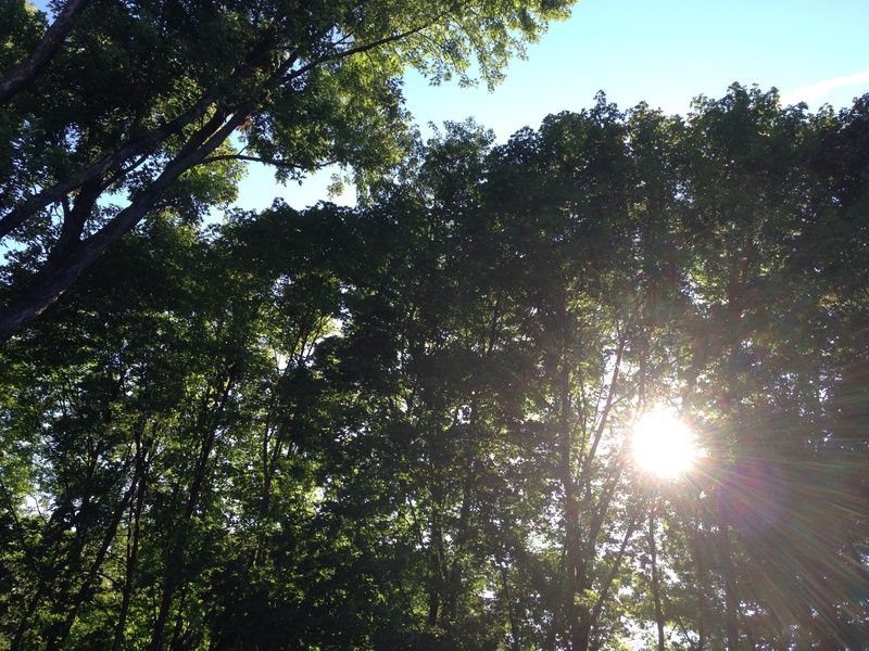 complementary, light, healer, bright, forest, spiritual, mind, sunlight, land, sunrays, beauty in nature, healing, tranquil scene, low angle view, sky