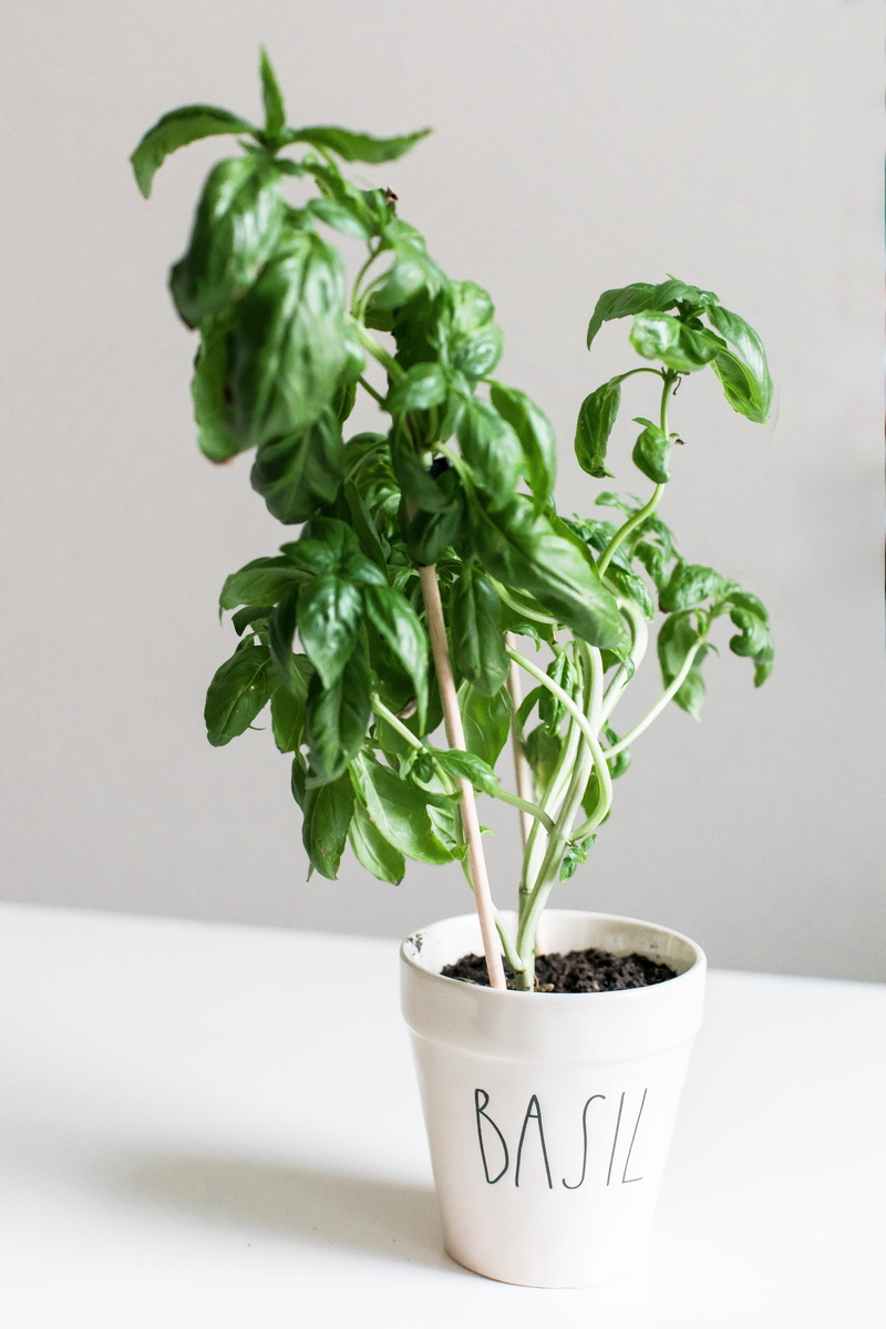 potted plant, herbal, white background, growth, food, zen, minimalism, still life, flower pot, greens, meditate, studio shot, indoors, leaf, plants, cooking