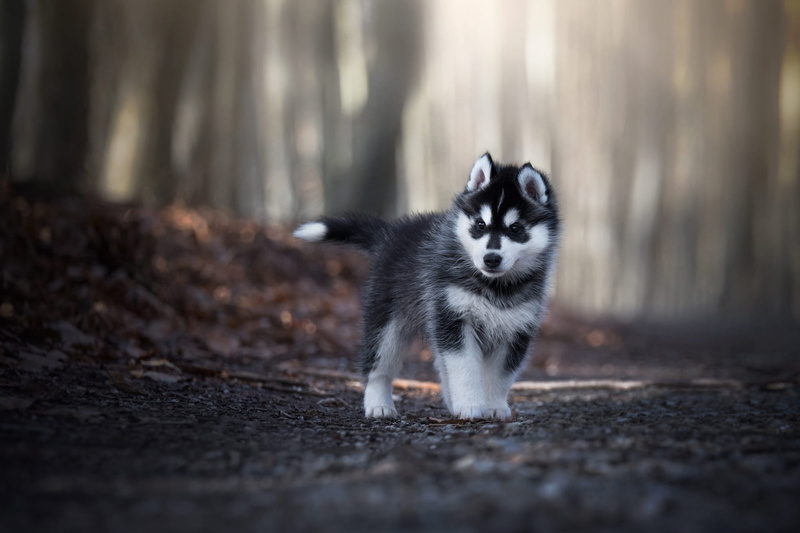 blurred, bokeh, light, look, puppy, walk, road, background, pose, adorable, face, Park, husky, trees, grey, baby, forest, dog, leaves, foliage, Siberian husky