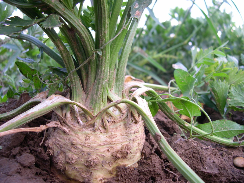 healthy, celeriac, day, celery tuber, eat, raw food, tuber, radicchio salad, plant part, leaf, close-up, vegetable, raw, farmland fruit, vitamins, frisch