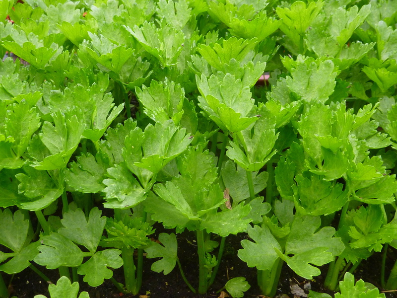 vegetable, organic, nature, green Color, dew, field, close-up, vegetable Garden, lettuce, green, outdoors, food and drink, freshness, 2K, plant, agriculture
