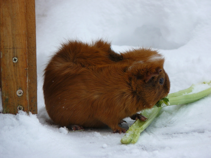 fur, one animal, day, white color, weather, snow, domestic animals, no people, covering, animal wildlife, 2K, mammal, guinea pig, cold temperature, snowing