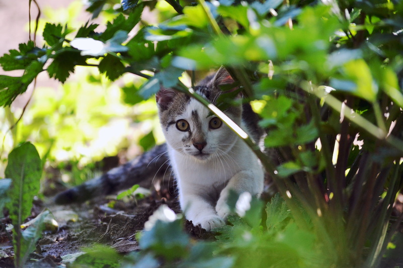 2K, animal, nature, Kitten, domestic animals, Kitty, whisker, animal wildlife, looking at camera, pets, Pet, vertebrate, feline, outdoors, one animal