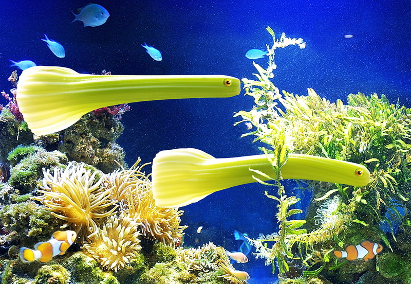 yellow, flower, invertebrate, flower head, fragility, vegetables, fish, marine, freshness, no people, water, animals in the wild, beauty in nature, plant