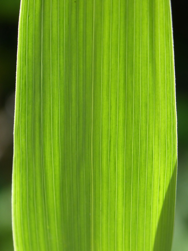 close-up, 2K, backgrounds, vegetable, plant, food, Texture, Strands, plant part, Leaf, corn, freshness, nature, green color, food and drink, raw food