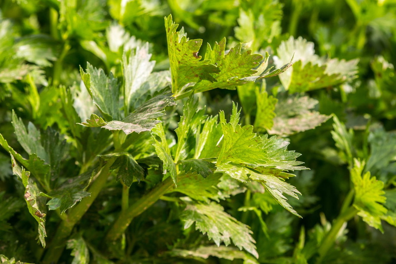 no people, vitamins, Vegetable, focus on foreground, outdoors, full frame, leaf, Agriculture, green Color, Celery, land, Fresh, 1080P, growth, beauty in nature