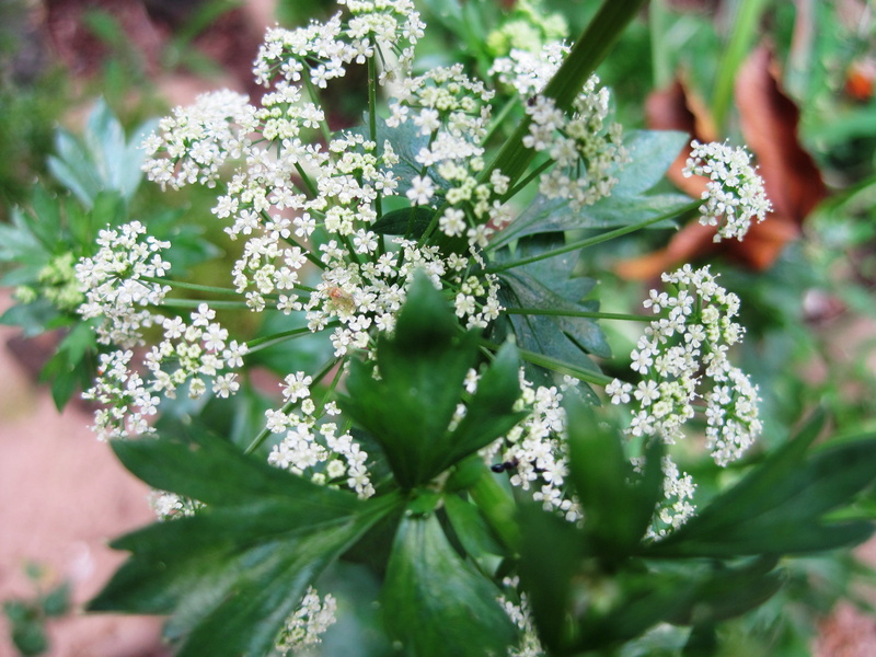 fragility, flower head, flowering plant, selective focus, close-up, fine flowers, leaf, focus on foreground, plant, 2K, nature, day, no people, white spray