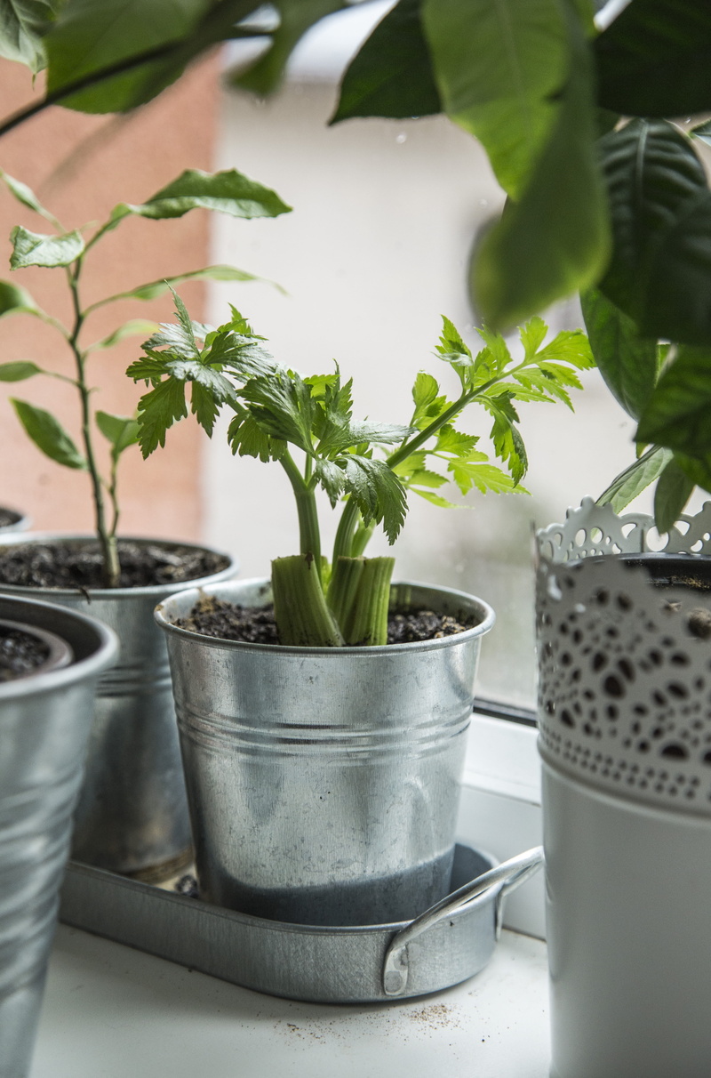 metal, celeryvegetable, window, beauty in nature, still life, green, pot, garden, close-up, container, plant part, gardening, homemade, bratislava, nature