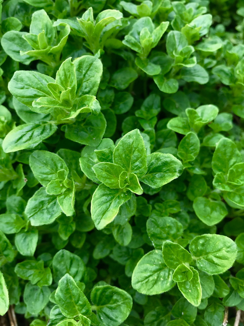 botanical, vegetable, natural, close-up, freshness, day, aromatic, organic, herb, flavor, aroma, herbal, mint leaf - culinary, leaf, food and drink, 4K