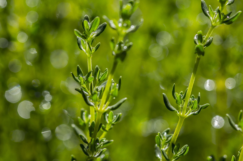 healing, garden, spice, raindrop, food, fresh, plant, green Color, dew, freshness, no people, seasoning, wet, full frame, close-up, medicine, plant part