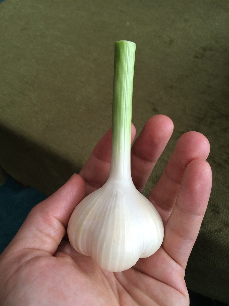 unrecognizable person, holding, garden, spicy, ripe, eating, held, close-up, human body part, clean, aromatic, gourmet, herbal, Bulb, indoors, macro, summer