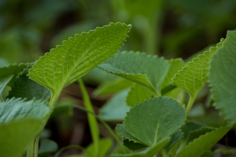 beauty in nature, food, leaf, freshness, botany, wellness, herb, oil, herbal, indian borage, green, outdoors, natural, growth, ajwain, plant, care, no people