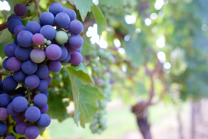 vineyard, no people, growth, outdoors, leaf, grapevine, focus on foreground, food, food and drink, ripe, day, grapes, leaves, grape, hanging, nature, freshness