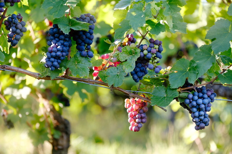 food, freshness, healthy eating, macro, branch, plantation, 5K, winemaking, grape, vine, plant part, outdoors, focus on foreground, agriculture, vineyard