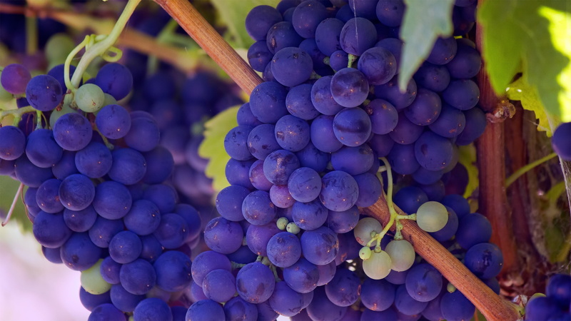 Vineyard, Grapevines, 2K, Purple grapes