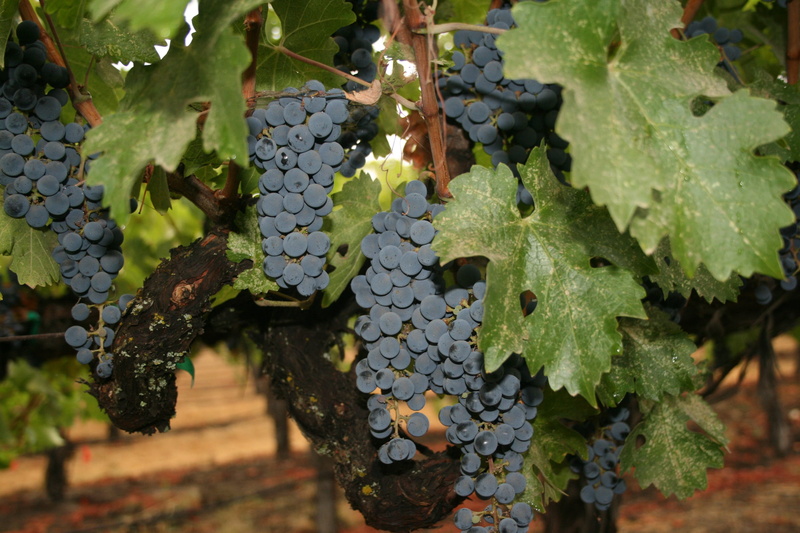 fruit, day, no people, winemaking, blue, green color, food and drink, food, leaf, california, ripe, healthy eating, grapevine, wine, close-up, freshness