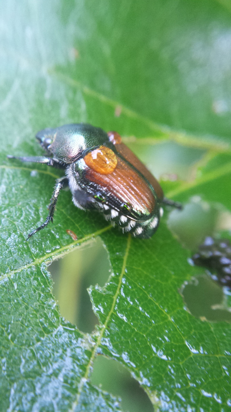 one animal, close-up, animal themes, no people, nature, day, insect, green color, beauty in nature, animal wing, selective focus, animal body part, grapevine