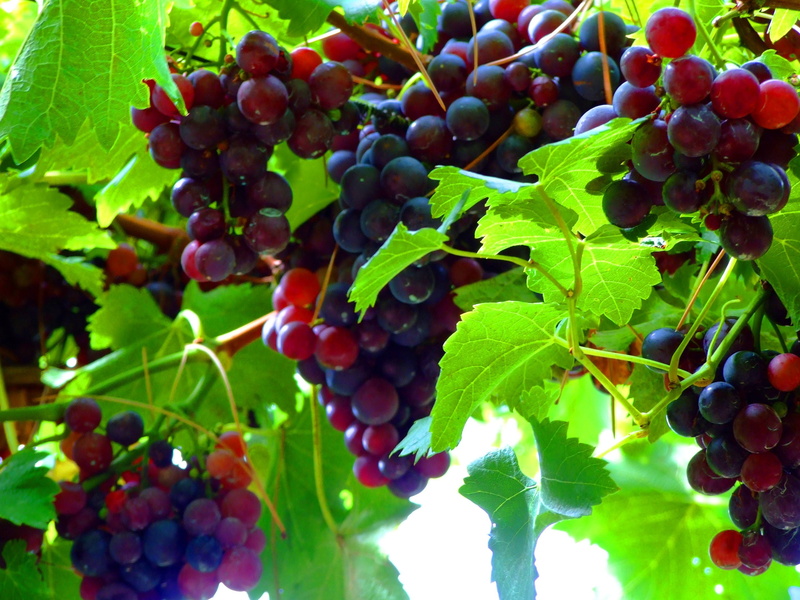 dolomites, growth, blue grape, fruit, healthy eating, agriculture, plant, winemaking, ripe, leaf, vine, food and drink, italy, grape, val venosta, wine