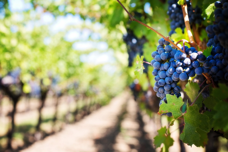 food, nature, day, wine grapes, freshness, bunch, growth, food and drink, fruit, blueberries, plant, tree, focus on foreground, plantation, wellbeing, purple grapes