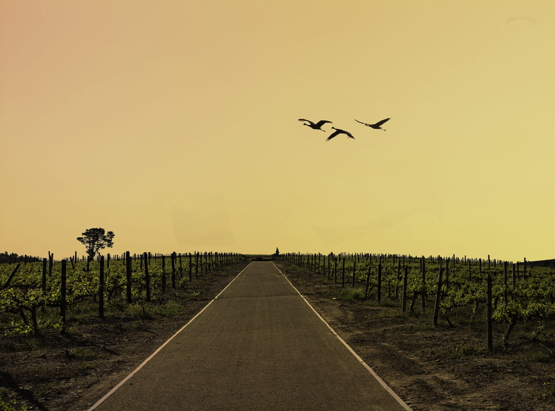 sunrise, air vehicle, birds, airplane, plant, wineland, crops, direction, landscape, tree, surrounded, vine, track, in a row, sunset, nature, flying, outdoors