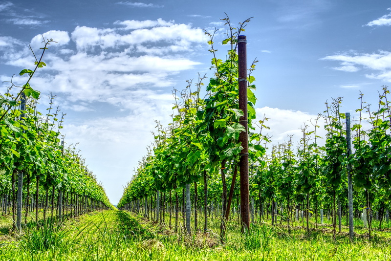 winegrowing, nature, leaves, no people, hdr, high dynamic range, bright, day, farm, agriculture, cloud - sky, beauty in nature, tree, crop, 5K, grapevine