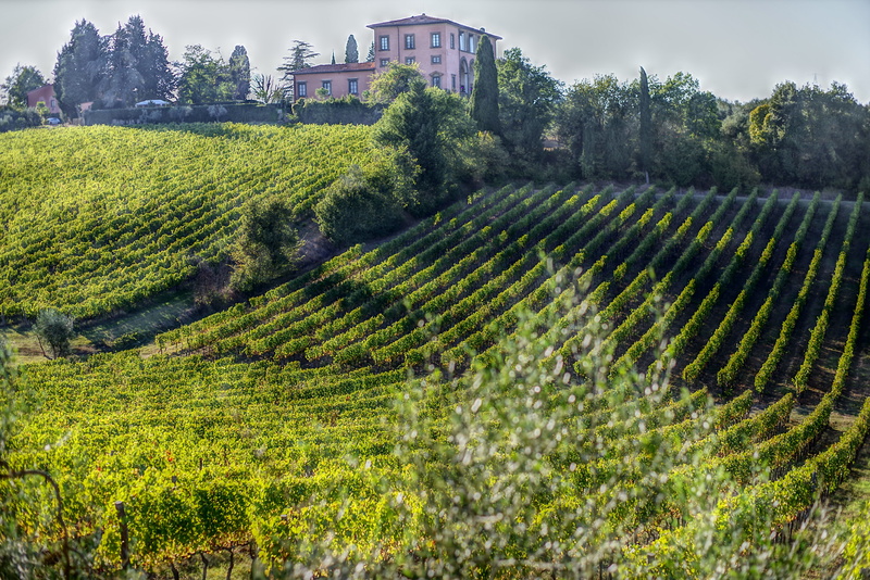 building exterior, farm, viticulture, land, grapes, plantation, bolgheri, field, building, 5K, saint gimignano, growth, plant, winemaking, volterra, agriculture