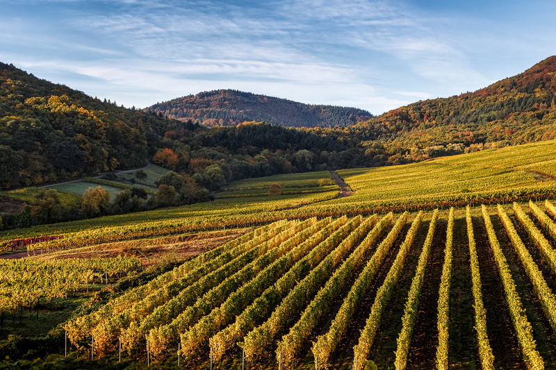 wanderlust, grapevine, rural scene, sky, mountain, outdoors, südliche weinstrasse, käschdebusch, weinstrasse, vinevard, plafz, environment, 5K, autumn