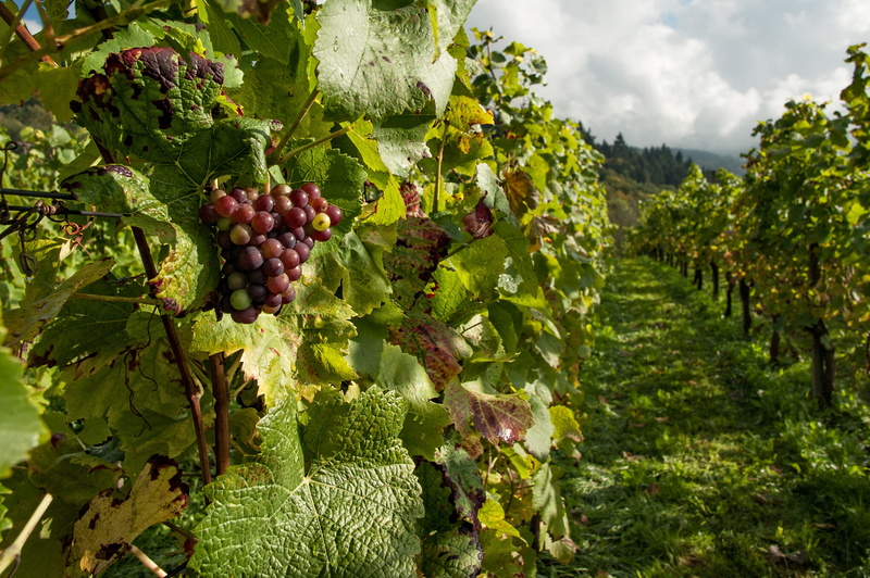 vine, vineyard, grape, plantation, day, agriculture, plant part, farm, healthy eating, plant, grapes, growth, grapevines, outdoors, gray, no people, land