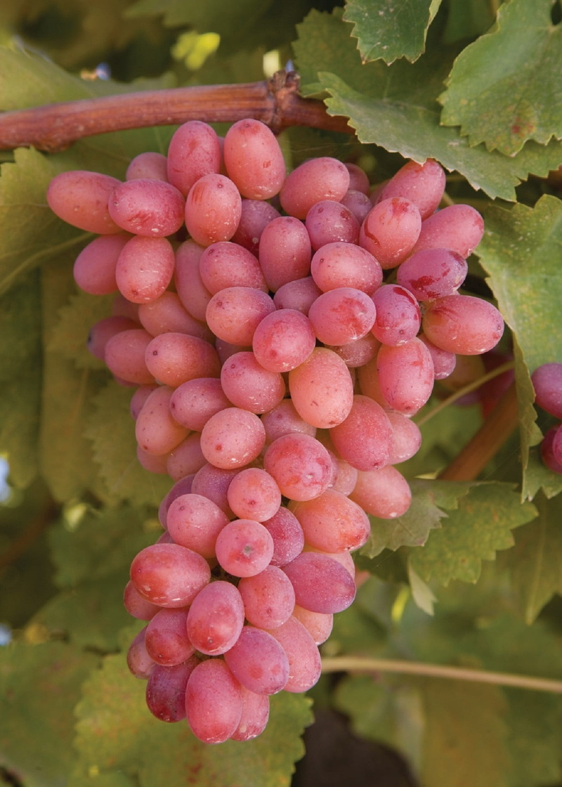 healthy eating, grapes, cluster, nature, outdoors, plant part, day, red, food, ripe, fruit, growth, agriculture, close-up, leaf, winemaking, growing, plant