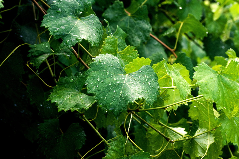 close-up, vine, water, nature, raindrop, outdoors, freshness, green color, leaf, drop, day, growth, focus on foreground, grapevine, green, rain, no people