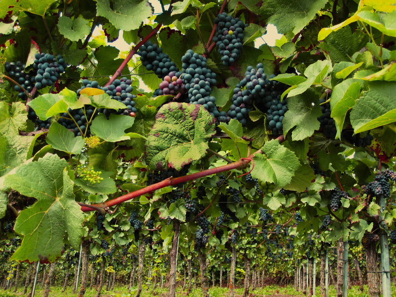 vines stock, outdoors, pinot noir, food, grape, agriculture, healthy eating, red wine, vine, wine region, freshness, winegrowing, food and drink, no people