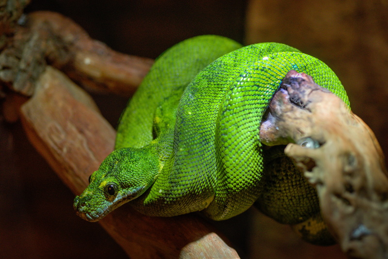 rainforest, branch, enclosure, tropical rainforest, predator, tree, animal body part, animal eye, head, boomslang, vertebrate, venomous, poison, dangerous