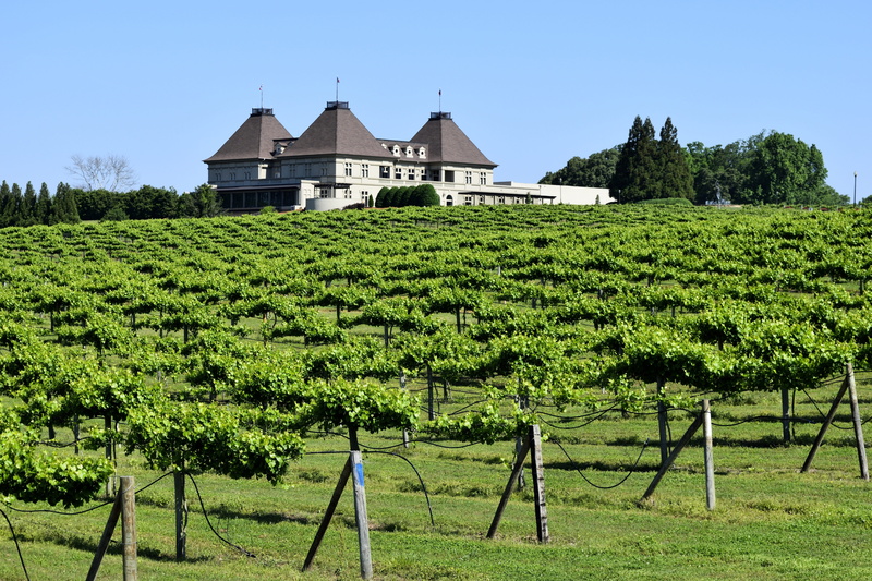 clear sky, 5K, field, red, grapevine, building, wine, grow, outdoor, Wine, bottle, rural, winemaking, architecture, valley, usa, green, sky, nature, green color