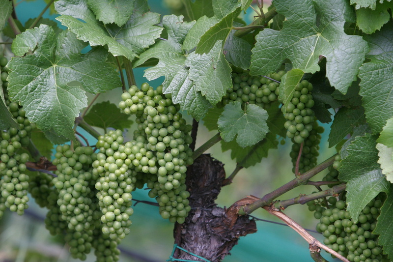growth, plant part, plant, food, Grapes, crop, Vineyards, grapevine, fruit, vineyard, winemaking, food And Drink, green, leaf, nature, close-up, beauty in nature
