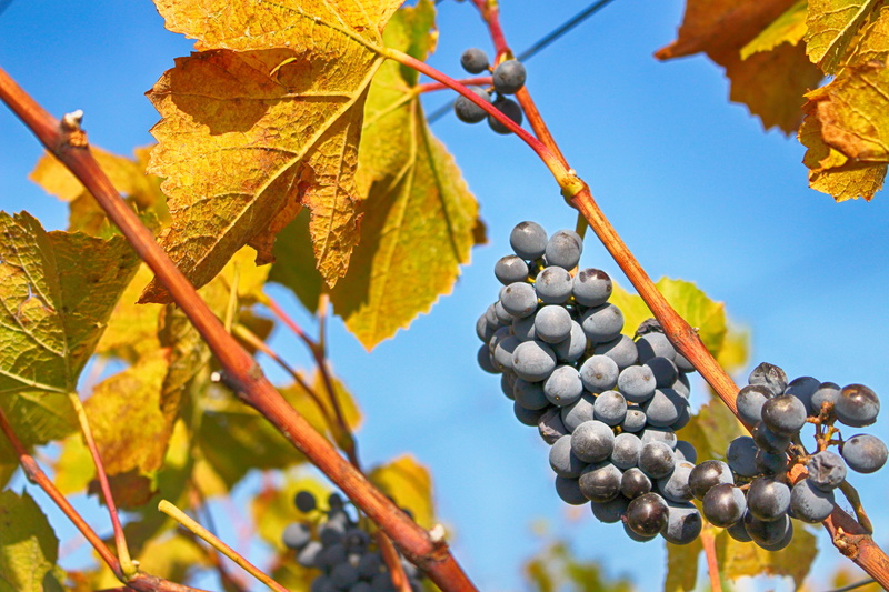 day, bright, grapevine, color, fresh, close-up, low angle view, tree, grapes, fruit, leaf, plant, flora, low angle shot, blueberries, food and drink, winemaking